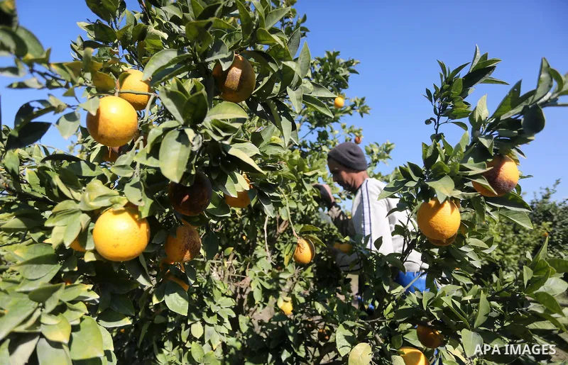 A Palestinian farmer collects citrus at farm during the annual harvesting season in Gaza city on December 11, 2016. Photo by Mohammed Asad