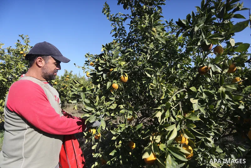 A Palestinian farmer collects citrus at farm during the annual harvesting season in Gaza city on December 11, 2016. Photo by Mohammed Asad