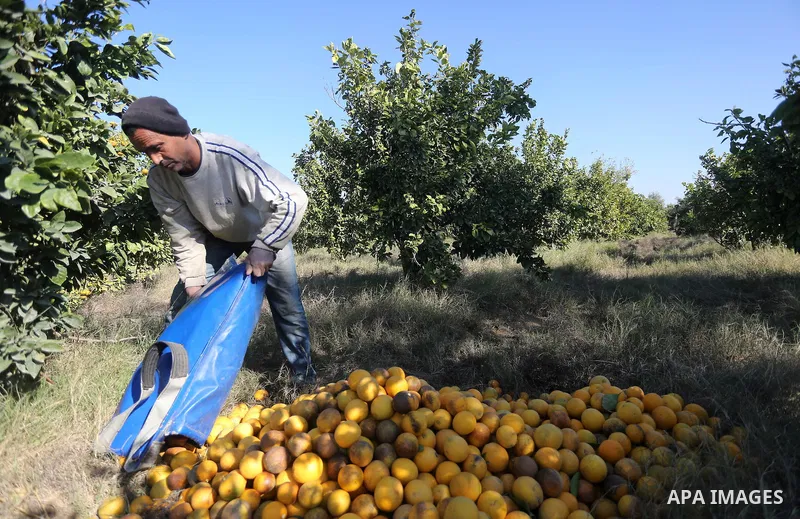 A Palestinian farmer collects citrus at farm during the annual harvesting season in Gaza city on December 11, 2016. Photo by Mohammed Asad