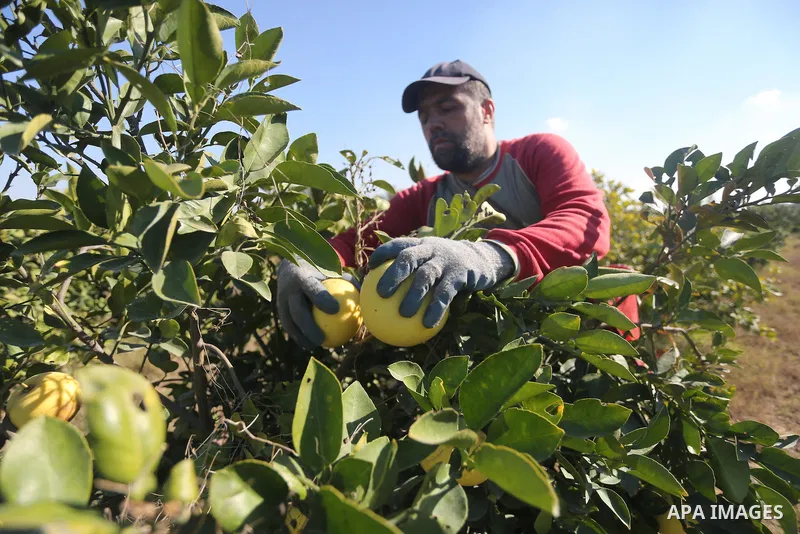 A Palestinian farmer collects citrus at farm during the annual harvesting season in Gaza city on December 11, 2016. Photo by Mohammed Asad