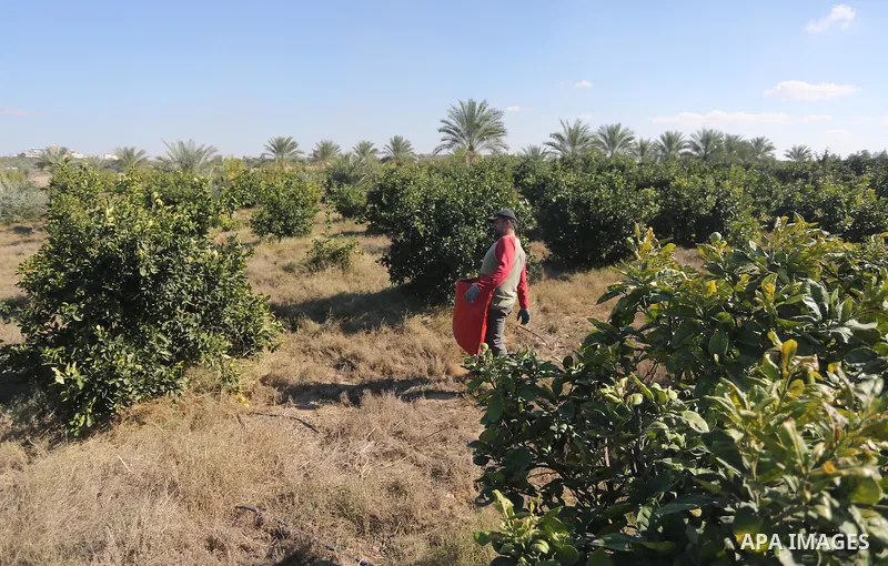 A Palestinian farmer collects citrus at farm during the annual harvesting season in Gaza city on December 11, 2016. Photo by Mohammed Asad