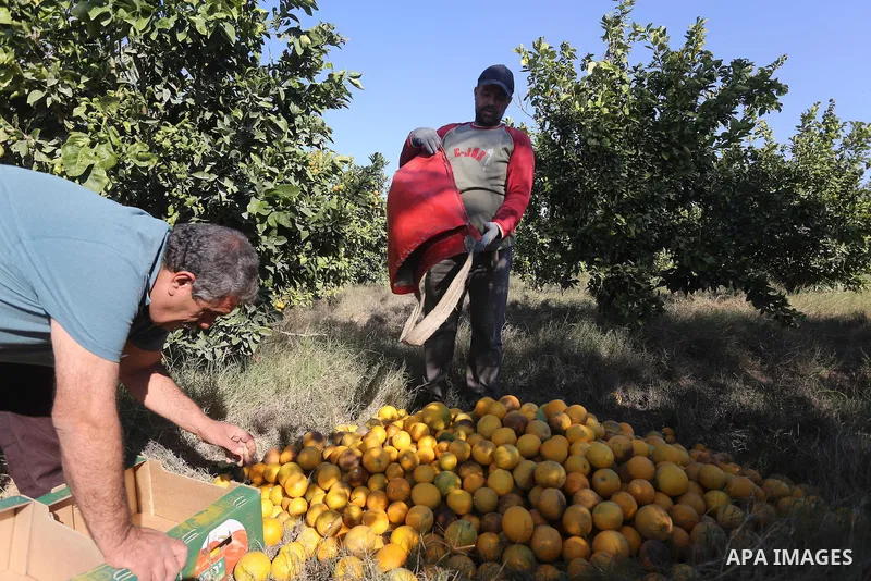 A Palestinian farmer collects citrus at farm during the annual harvesting season in Gaza city on December 11, 2016. Photo by Mohammed Asad