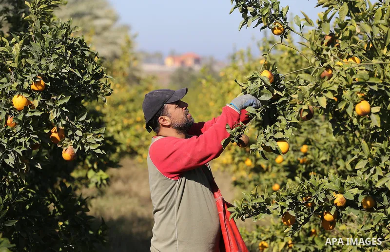 A Palestinian farmer collects citrus at farm during the annual harvesting season in Gaza city on December 11, 2016. Photo by Mohammed Asad