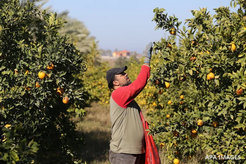 A Palestinian farmer collects citrus at farm during the annual harvesting season in Gaza city on December 11, 2016. Photo by Mohammed Asad