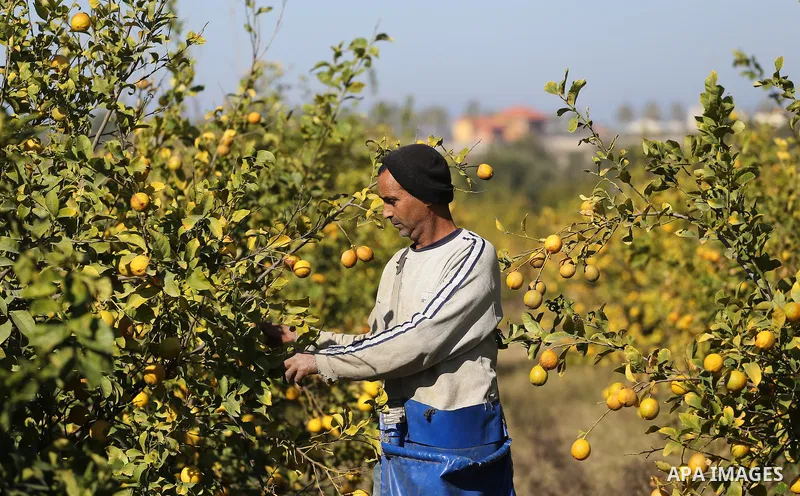 A Palestinian farmer collects citrus at farm during the annual harvesting season in Gaza city on December 11, 2016. Photo by Mohammed Asad