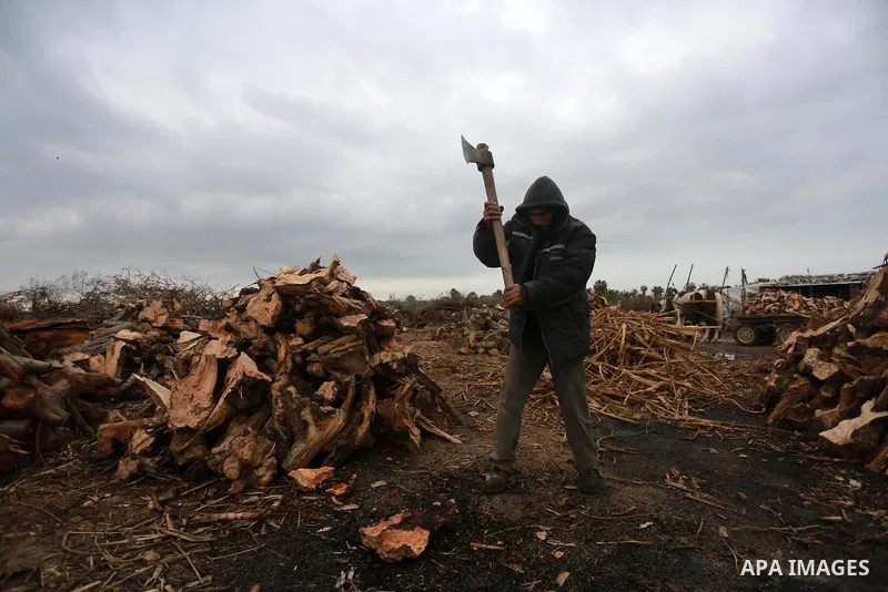 A Palestinian youth cuts firewood to sell to customers during a winter storm in Gaza city on December 28, 2016. Photo by Mohammed Asad