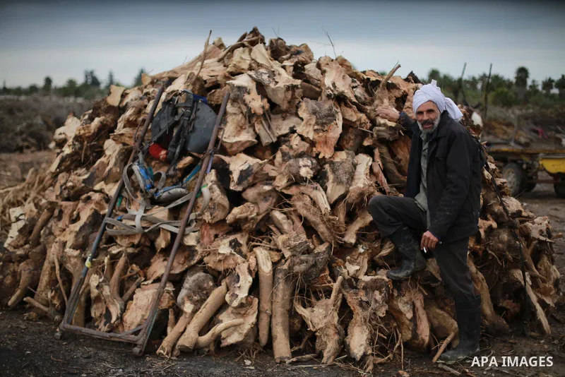 A Palestinian man collects firewood to sell to customers during a winter storm in Gaza city on December 28, 2016. Photo by Mohammed Asad