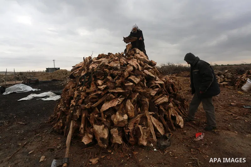 Palestinian men collect firewood to sell to customers during a winter storm in Gaza city on December 28, 2016. Photo by Mohammed Asad