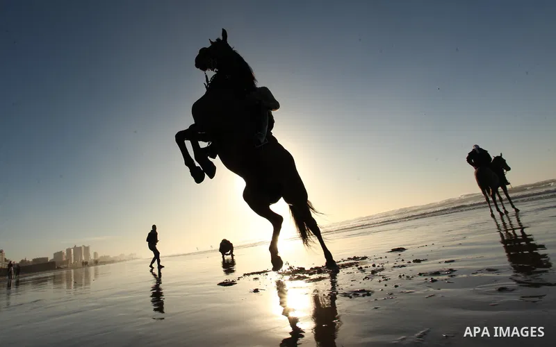 A Palestinian man rides his horse as he enjoy the last sunset of 2016 at the beach of Gaza city, on the December 31, 2016. Photo by Ashraf Amra