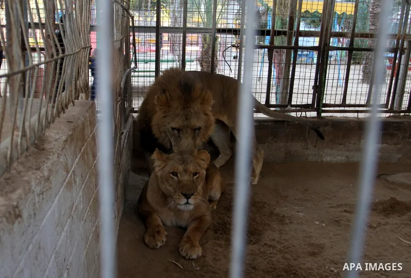 Lions are seen at a park in Rafah, in the southern Gaza Strip January 4, 2017. According to their owners many animals died because they could not afford to feed the animals. Photo by Abed Rahim Khatib