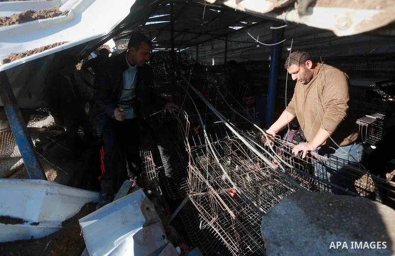 Palestinians inspect the damage to a chicken farm in Gaza City's eastern suburb of Shujaiya on February 7, 2017, following a series of strikes carried out the day before by Israeli forces against the Hamas movement in th...