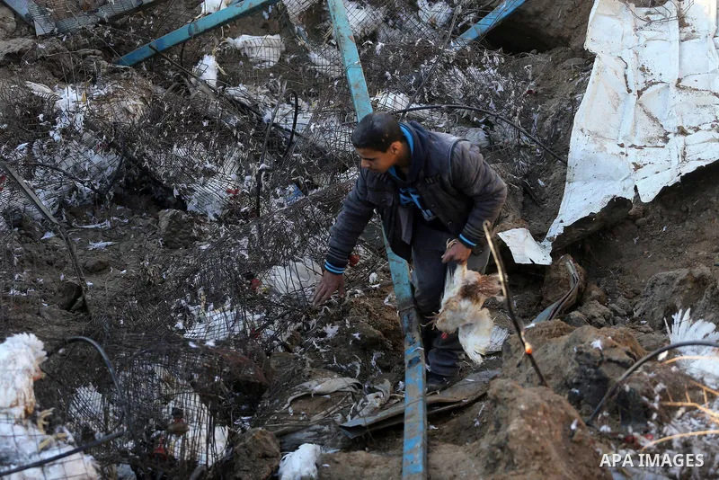 Palestinians inspect the damage to a chicken farm in Gaza City's eastern suburb of Shujaiya on February 7, 2017, following a series of strikes carried out the day before by Israeli forces against the Hamas movement in th...
