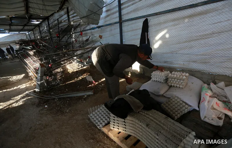 Palestinians inspect the damage to a chicken farm in Gaza City's eastern suburb of Shujaiya on February 7, 2017, following a series of strikes carried out the day before by Israeli forces against the Hamas movement in th...