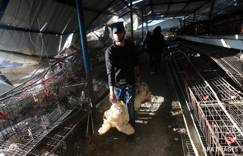 Palestinians inspect the damage to a chicken farm in Gaza City's eastern suburb of Shujaiya on February 7, 2017, following a series of strikes carried out the day before by Israeli forces against the Hamas movement in th...