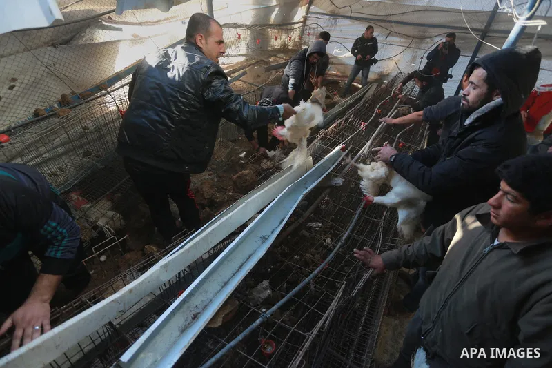 Palestinians inspect the damage to a chicken farm in Gaza City's eastern suburb of Shujaiya on February 7, 2017, following a series of strikes carried out the day before by Israeli forces against the Hamas movement in th...