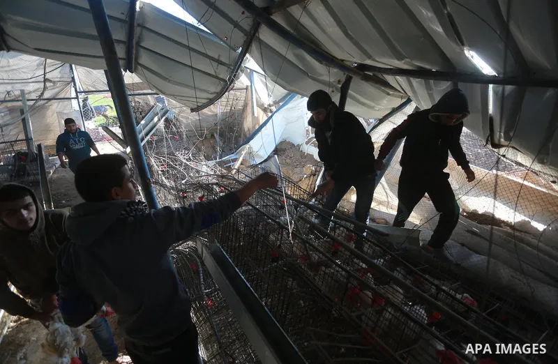 Palestinians inspect the damage to a chicken farm in Gaza City's eastern suburb of Shujaiya on February 7, 2017, following a series of strikes carried out the day before by Israeli forces against the Hamas movement in th...