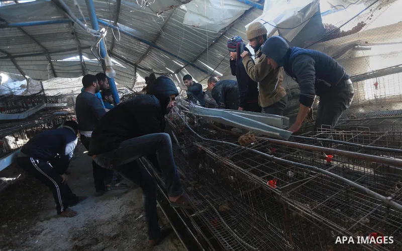 Palestinians inspect the damage to a chicken farm in Gaza City's eastern suburb of Shujaiya on February 7, 2017, following a series of strikes carried out the day before by Israeli forces against the Hamas movement in th...