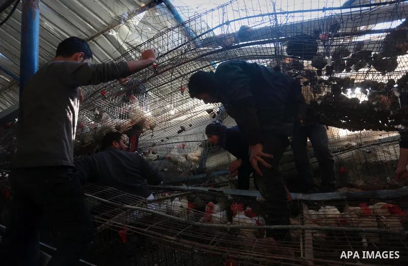 Palestinians inspect the damage to a chicken farm in Gaza City's eastern suburb of Shujaiya on February 7, 2017, following a series of strikes carried out the day before by Israeli forces against the Hamas movement in th...