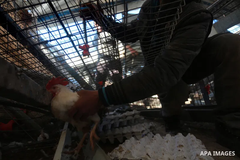 Palestinians inspect the damage to a chicken farm in Gaza City's eastern suburb of Shujaiya on February 7, 2017, following a series of strikes carried out the day before by Israeli forces against the Hamas movement in th...