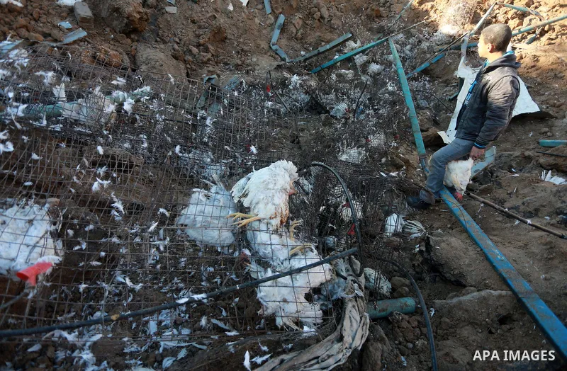 Palestinians inspect the damage to a chicken farm in Gaza City's eastern suburb of Shujaiya on February 7, 2017, following a series of strikes carried out the day before by Israeli forces against the Hamas movement in th...