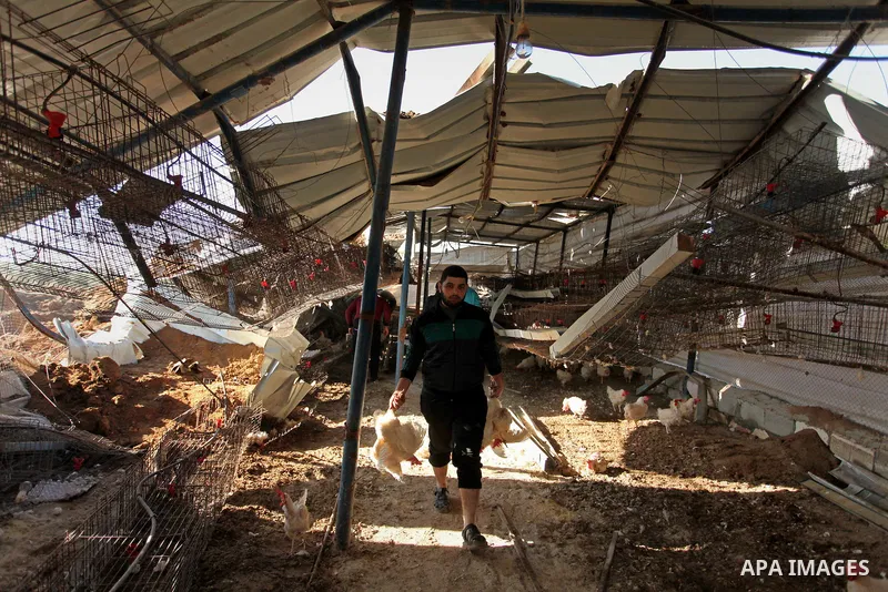 Palestinians inspect the damage to a chicken farm in Gaza City's eastern suburb of Shujaiya on February 7, 2017, following a series of strikes carried out the day before by Israeli forces against the Hamas movement in th...