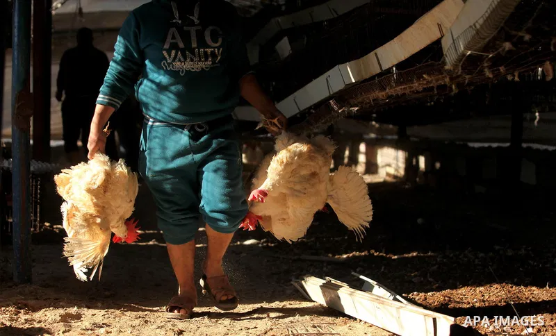 Palestinians inspect the damage to a chicken farm in Gaza City's eastern suburb of Shujaiya on February 7, 2017, following a series of strikes carried out the day before by Israeli forces against the Hamas movement in th...