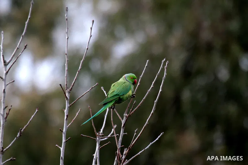 A picture taken on February 12, 2017 shows Ring-necked parakeets (Psittacula krameri) sits on a tree at a field in the West Bank city of Nablus. Photo by Mohammed Turabi