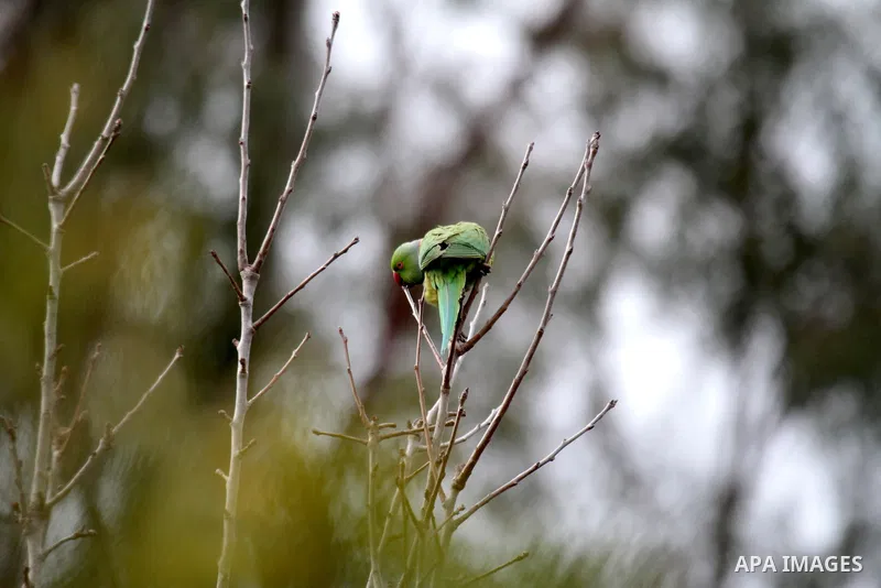 A picture taken on February 12, 2017 shows Ring-necked parakeets (Psittacula krameri) sits on a tree at a field in the West Bank city of Nablus. Photo by Mohammed Turabi