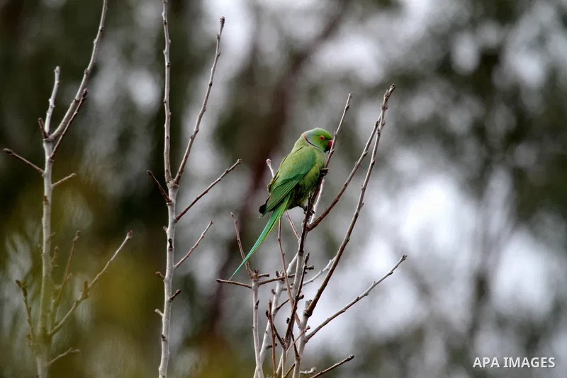 A picture taken on February 12, 2017 shows Ring-necked parakeets (Psittacula krameri) sits on a tree at a field in the West Bank city of Nablus. Photo by Mohammed Turabi