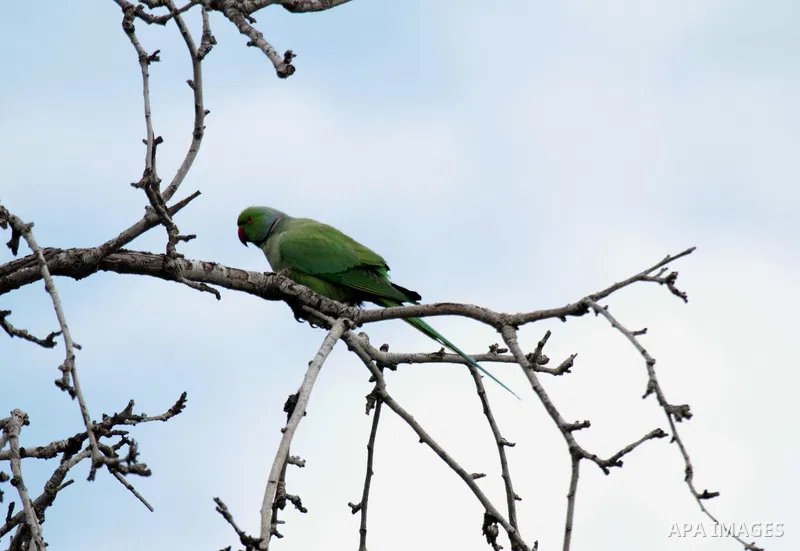 A picture taken on February 12, 2017 shows Ring-necked parakeets (Psittacula krameri) sits on a tree at a field in the West Bank city of Nablus. Photo by Mohammed Turabi