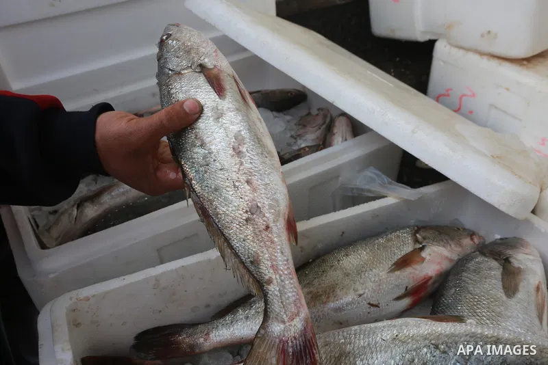 A Palestinian fisherman displays fish at his shop in the Gaza seaport, on February 13, 2017. Egyptian authorities allowed the entry of 11 tons of Egyptian fish through the Rafah crossing. Photo by Mohammed Asad