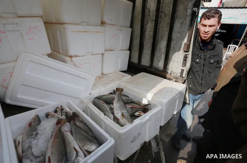 A Palestinian fisherman displays fish at his shop in the Gaza seaport, on February 13, 2017. Egyptian authorities allowed the entry of 11 tons of Egyptian fish through the Rafah crossing. Photo by Mohammed Asad