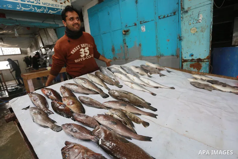A Palestinian fisherman displays fish at his shop in the Gaza seaport, on February 13, 2017. Egyptian authorities allowed the entry of 11 tons of Egyptian fish through the Rafah crossing. Photo by Mohammed Asad