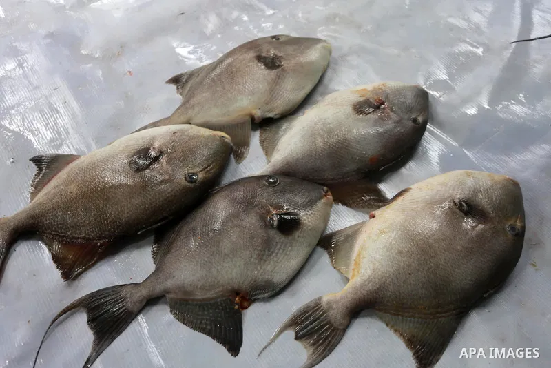 A Picture show the fish at a shop in the Gaza seaport, on February 13, 2017. Egyptian authorities allowed the entry of 11 tons of Egyptian fish through the Rafah crossing. Photo by Mohammed Asad