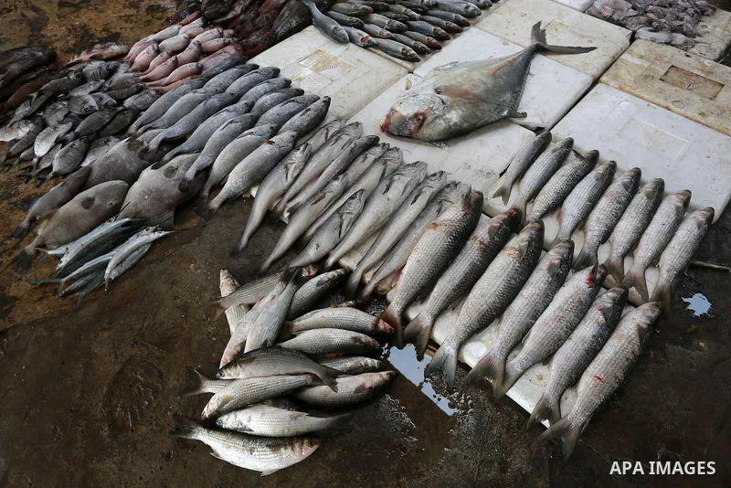 A Palestinian fisherman displays fish at his shop in the Gaza seaport, on February 13, 2017. Egyptian authorities allowed the entry of 11 tons of Egyptian fish through the Rafah crossing. Photo by Mohammed Asad