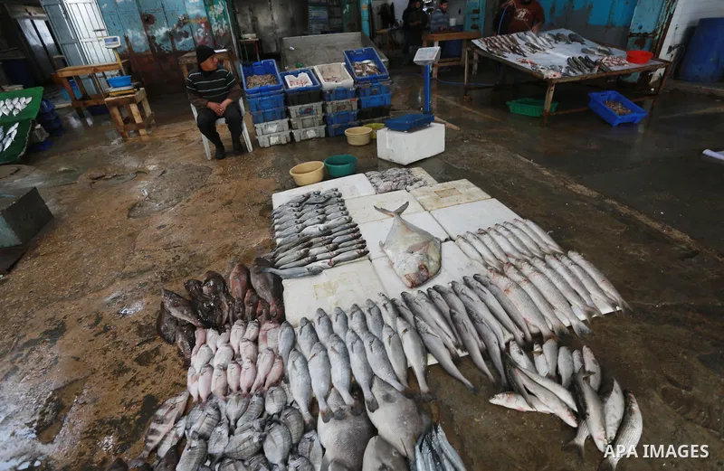 A Palestinian fisherman displays fish at his shop in the Gaza seaport, on February 13, 2017. Egyptian authorities allowed the entry of 11 tons of Egyptian fish through the Rafah crossing. Photo by Mohammed Asad