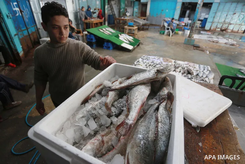 A Palestinian fisherman displays fish at his shop in the Gaza seaport, on February 13, 2017. Egyptian authorities allowed the entry of 11 tons of Egyptian fish through the Rafah crossing. Photo by Mohammed Asad