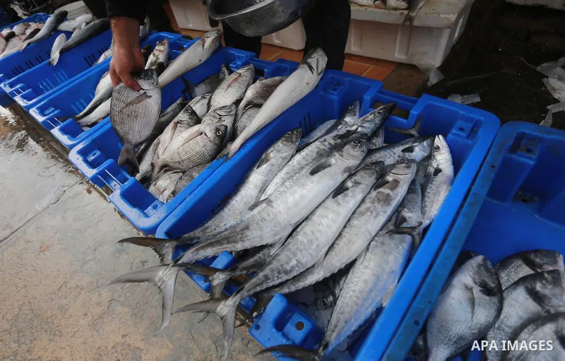 A Palestinian fisherman displays fish at his shop in the Gaza seaport, on February 13, 2017. Egyptian authorities allowed the entry of 11 tons of Egyptian fish through the Rafah crossing. Photo by Mohammed Asad