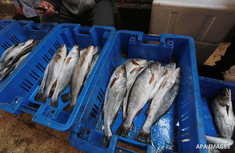 A Palestinian fisherman displays fish at his shop in the Gaza seaport, on February 13, 2017. Egyptian authorities allowed the entry of 11 tons of Egyptian fish through the Rafah crossing. Photo by Mohammed Asad