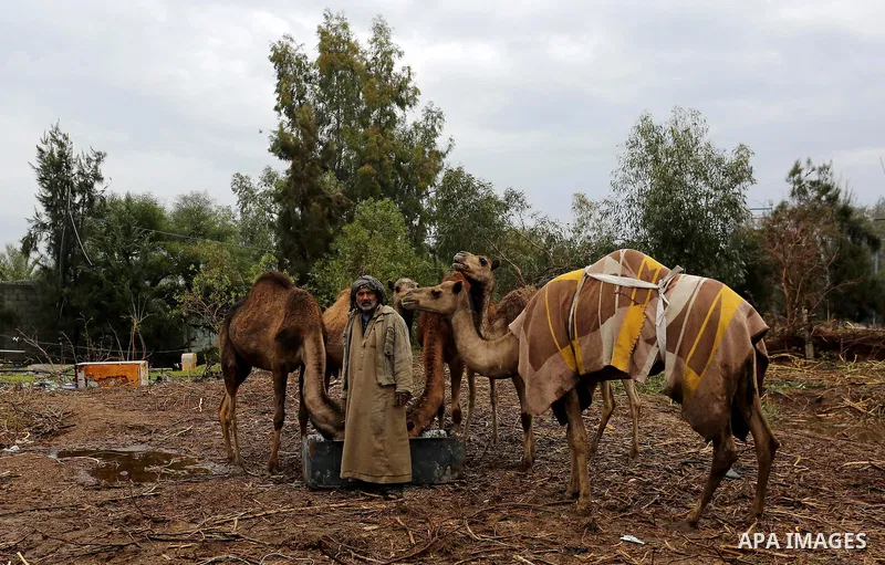 A Palestinian Bedouin man leads his camel during a heavy rainfall, in the al-Moghraqa in the center Gaza Strip, on February 16, 2017. Photo by Ashraf Amra