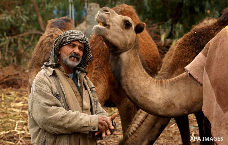 A Palestinian Bedouin man leads his camel during a heavy rainfall, in the al-Moghraqa in the center Gaza Strip, on February 16, 2017. Photo by Ashraf Amra