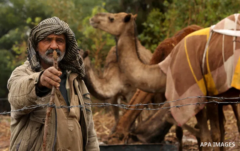 A Palestinian Bedouin man leads his camel during a heavy rainfall, in the al-Moghraqa in the center Gaza Strip, on February 16, 2017. Photo by Ashraf Amra
