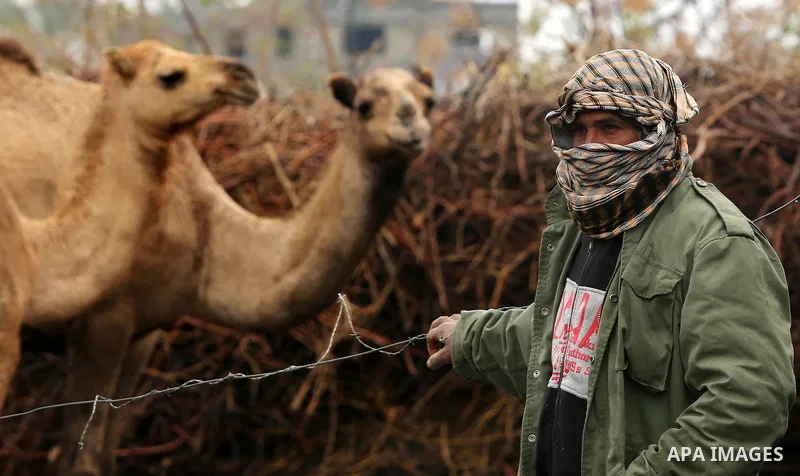 A Palestinian Bedouin man leads his camel during a heavy rainfall, in the al-Moghraqa in the center Gaza Strip, on February 16, 2017. Photo by Ashraf Amra