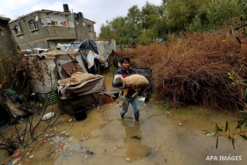 A Palestinian boy carries sheep in a flooded area following heavy rainfall, in the al-Moghraqa in the center Gaza Strip, on February 16, 2017. Photo by Ashraf Amra