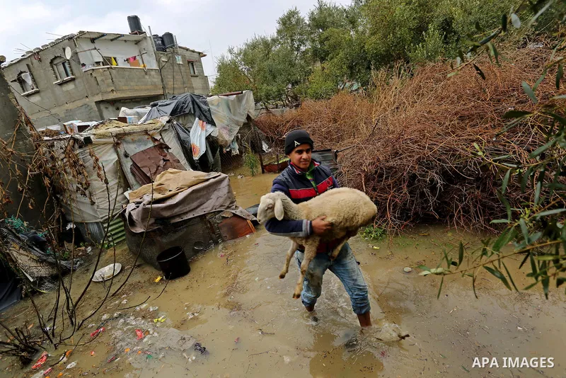 A Palestinian boy carries sheep in a flooded area following heavy rainfall, in the al-Moghraqa in the center Gaza Strip, on February 16, 2017. Photo by Ashraf Amra