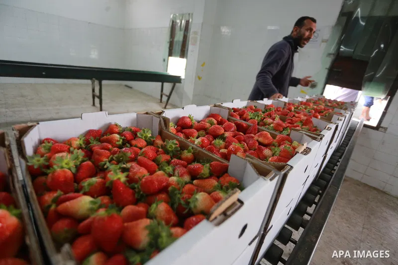 Palestinians pack strawberries after harvest in Beit Lahia, in the northern Gaza Strip, on March 2, 2017. Israel granted approval for the export of a small amount of Palestinian Strawberries from the Gaza Strip to the We...