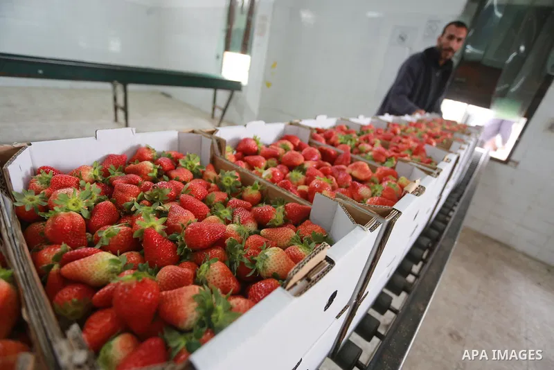Palestinians pack strawberries after harvest in Beit Lahia, in the northern Gaza Strip, on March 2, 2017. Israel granted approval for the export of a small amount of Palestinian Strawberries from the Gaza Strip to the We...