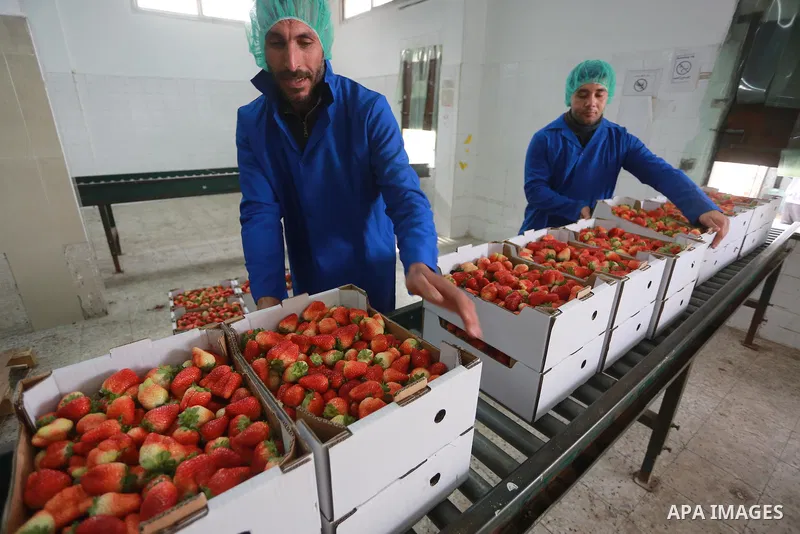 Palestinians pack strawberries after harvest in Beit Lahia, in the northern Gaza Strip, on March 2, 2017. Israel granted approval for the export of a small amount of Palestinian Strawberries from the Gaza Strip to the We...