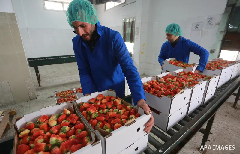 Palestinians pack strawberries after harvest in Beit Lahia, in the northern Gaza Strip, on March 2, 2017. Israel granted approval for the export of a small amount of Palestinian Strawberries from the Gaza Strip to the We...