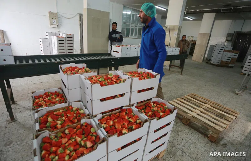 Palestinians pack strawberries after harvest in Beit Lahia, in the northern Gaza Strip, on March 2, 2017. Israel granted approval for the export of a small amount of Palestinian Strawberries from the Gaza Strip to the We...